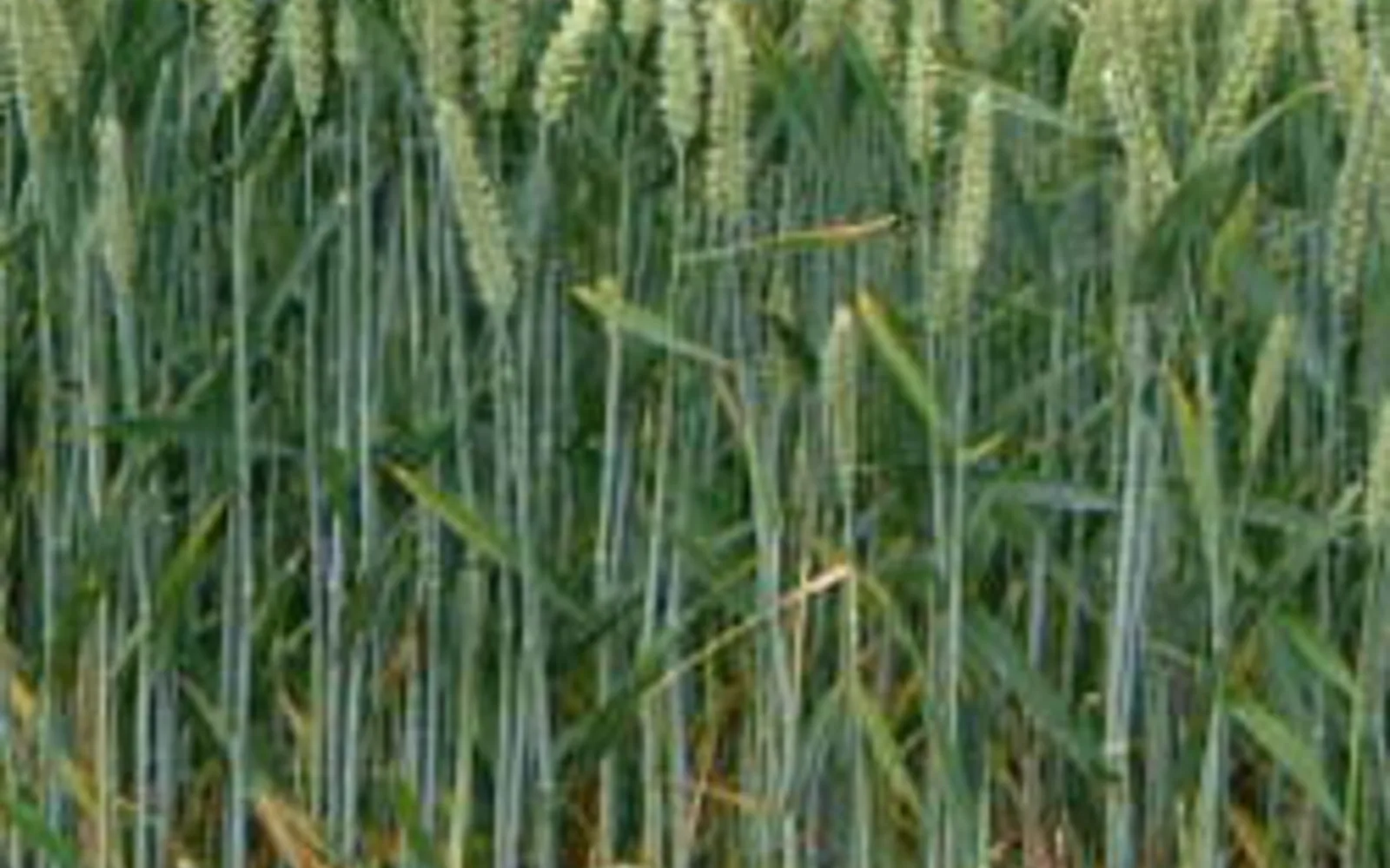Agricultural wheat field showing rows of grain crops under open sky
