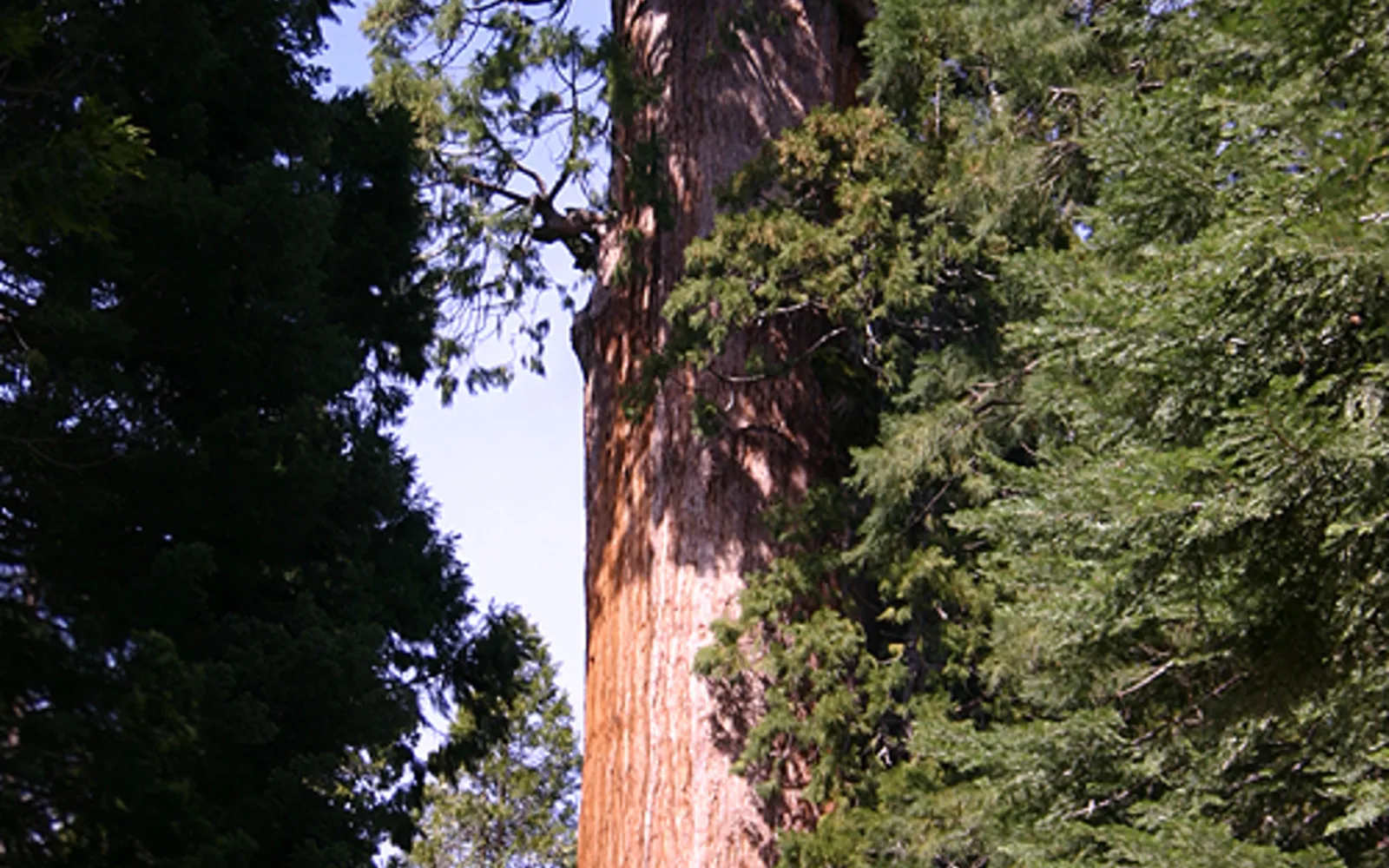 Towering giant sequoia tree photographed from the base looking upward, showing the massive trunk and canopy